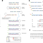 Simultaneous sequencing of genetic and epigenetic bases in DNA