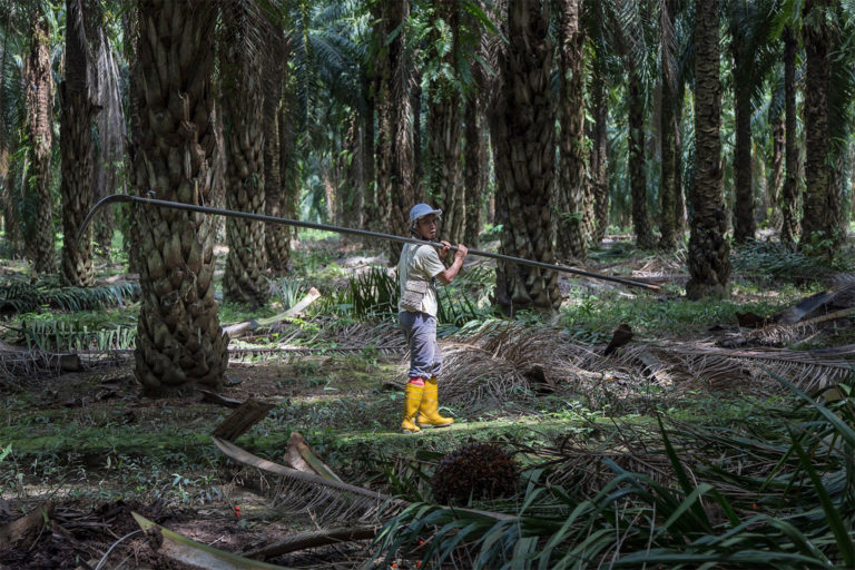 Indonesia and Malaysia assail new EU ban on ‘dirty commodities’ trade