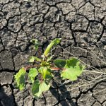 New technology to help prevent millions of dollars of damage to Australian crops