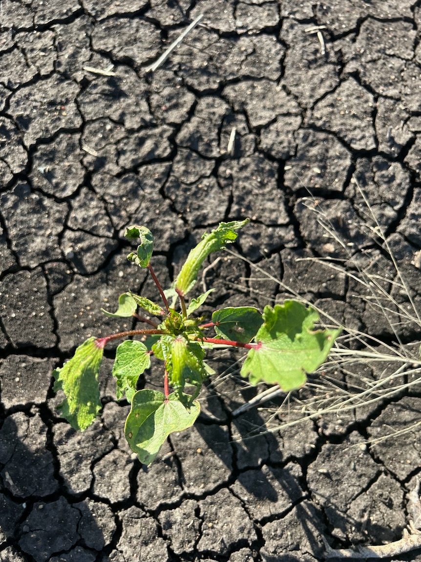 New technology to help prevent millions of dollars of damage to Australian crops