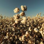 It’s another bumper year for cotton despite a wet start. But who is Australia selling to after the China trade ban?