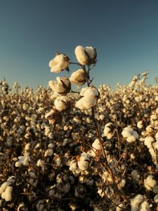 It’s another bumper year for cotton despite a wet start. But who is Australia selling to after the China trade ban?