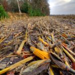 The researchers brewing lipids to transform waste into food