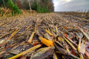 The researchers brewing lipids to transform waste into food