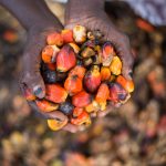 The tech start-up seeking to untap and transform Africa’s agricultural supply chain efficiency