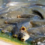 Carp swarm Menindee Lakes as floods create ideal breeding conditions