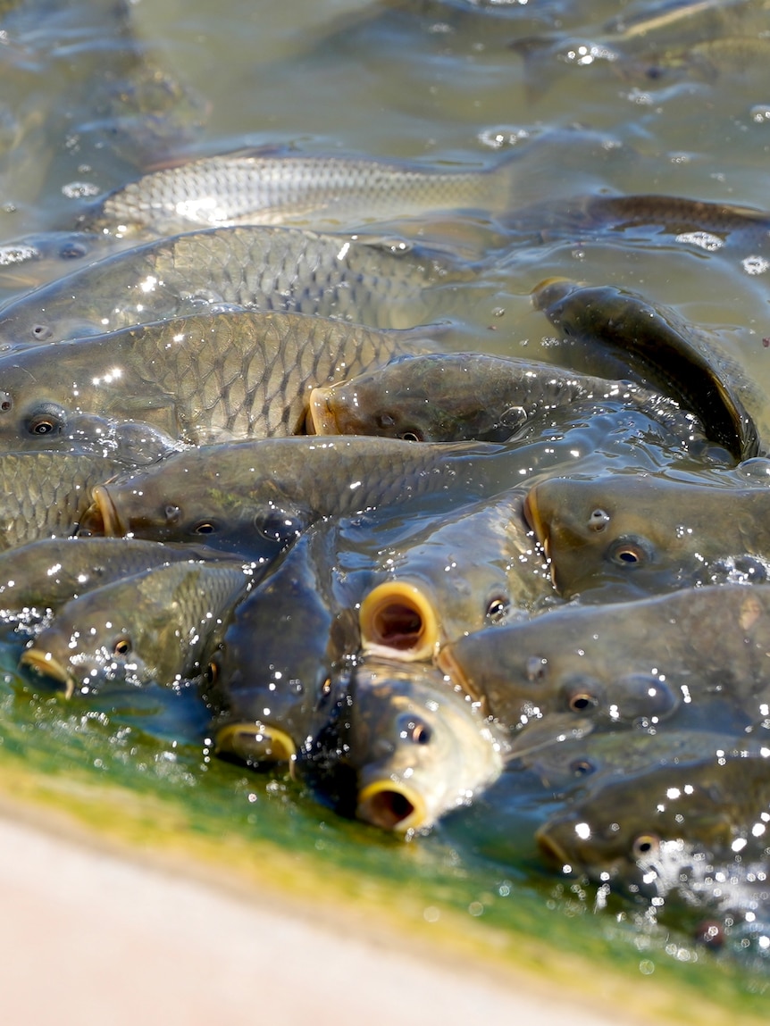 Carp swarm Menindee Lakes as floods create ideal breeding conditions