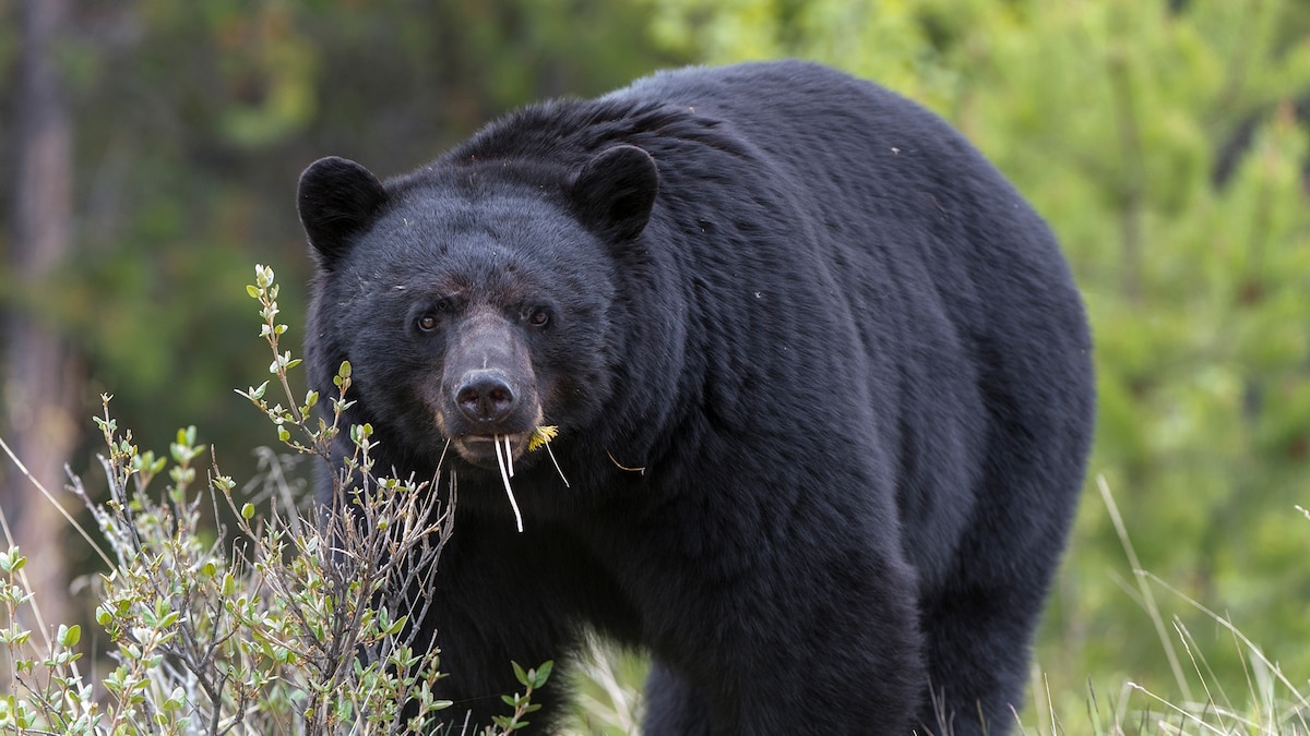 There’s a true story behind ‘Cocaine Bear’—and it’s no laughing matter