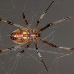 Black widows are being slaughtered by their brown widow cousins, and we don’t know why