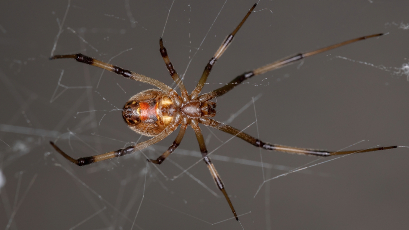 Black widows are being slaughtered by their brown widow cousins, and we don’t know why