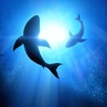 Sharks, beauty and synthetic biotech