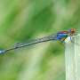 A new damselfly species is sharing habitat with UK natives