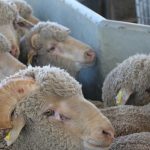 Saleyard lamb prices have declined after summer of highs, but will supermarkets pass on the savings?