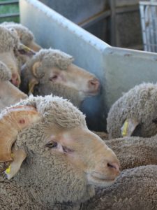 Saleyard lamb prices have declined after summer of highs, but will supermarkets pass on the savings?