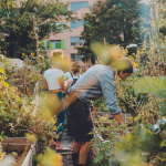 Gardening by the Moon