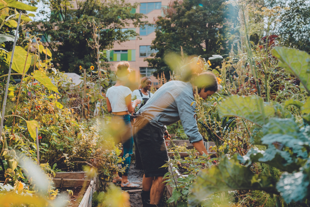 Gardening by the Moon