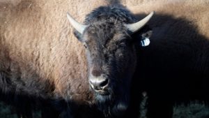 US Tribes Get Bison as They Seek to Restore Bond With Animal