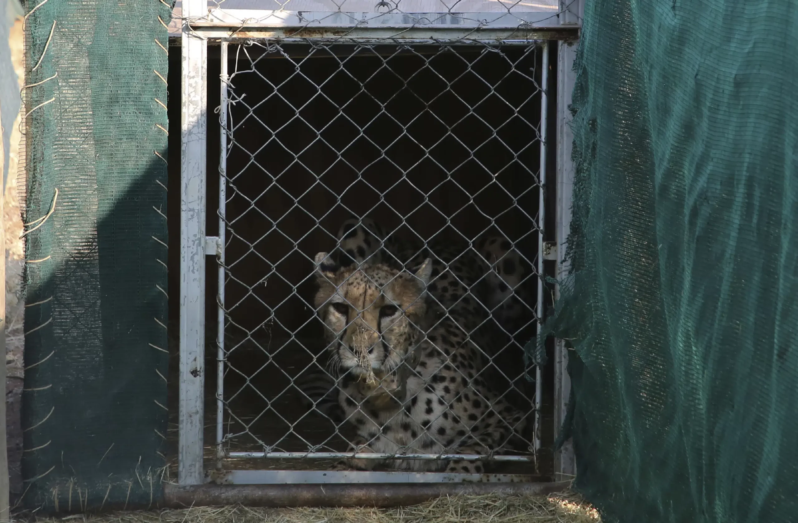 India to get 12 cheetahs from South Africa next month