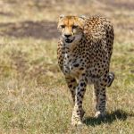 Cheetahs from South Africa likely to be brought to MP next month