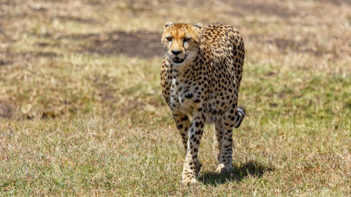 Cheetahs from South Africa likely to be brought to MP next month