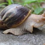 Ghanaian Man Detained At U.S. Aiport After Flying From Ghana With Giant Snails In His Luggage