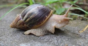 Ghanaian Man Detained At U.S. Aiport After Flying From Ghana With Giant Snails In His Luggage