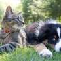 Multi-drug resistant organisms can be transmitted between healthy dogs and cats and their hospitalised owners