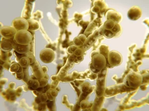 CDC Warns of Deadly Fungus Spreading at Alarming Rate in U.S. Healthcare Facilities