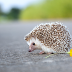 Why Danish citizen scientists were on a quest to find the oldest European hedgehog