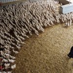 Vaccine makers prep bird flu shot for humans ‘just in case’; rich nations lock in supplies