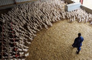 Vaccine makers prep bird flu shot for humans ‘just in case’; rich nations lock in supplies