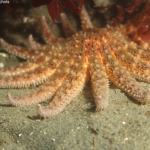 Sea stars able to consume kelp-eating urchins fast enough to protect kelp forests, research shows