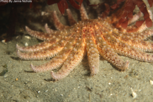 Sea stars able to consume kelp-eating urchins fast enough to protect kelp forests, research shows