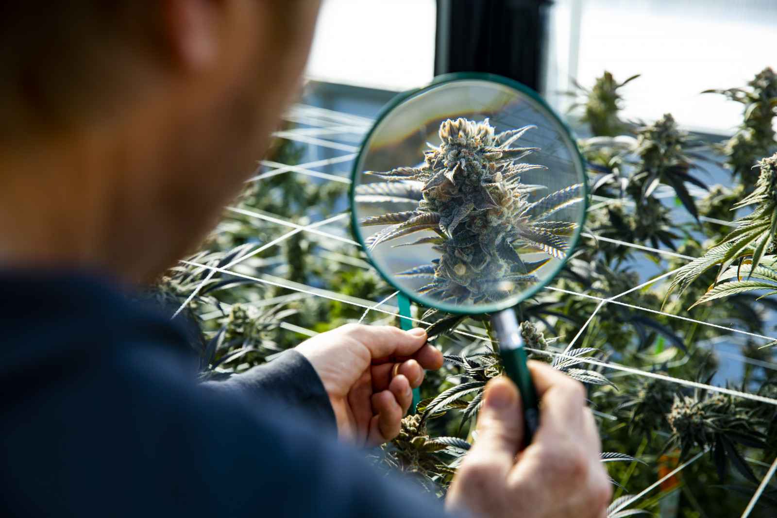 SMMEs are key to the growth of South Africa’s cannabis industry