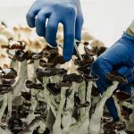 Inside the Vancouver lab where scientists (legally) grow magic mushrooms 