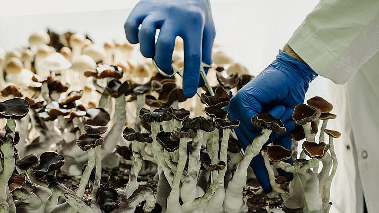 Inside the Vancouver lab where scientists (legally) grow magic mushrooms 