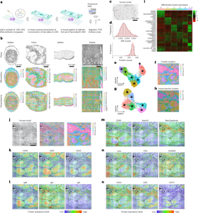 High-plex protein and whole transcriptome co-mapping at cellular resolution with spatial CITE-seq