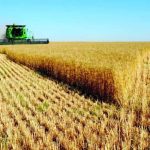 SALIC supplies 30% of the Kingdom’s wheat needs in 2022