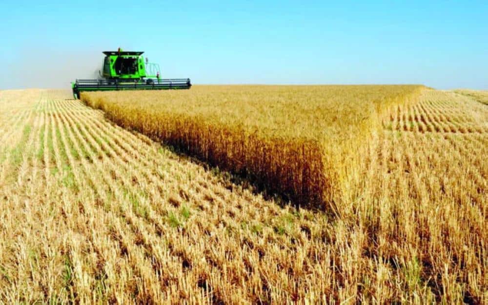 SALIC supplies 30% of the Kingdom’s wheat needs in 2022