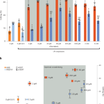 Interstrand crosslinking of homologous repair template DNA enhances gene editing in human cells