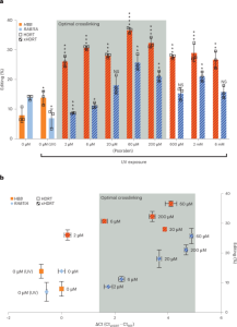 Interstrand crosslinking of homologous repair template DNA enhances gene editing in human cells