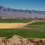 Why Is Arizona Using Precious Water to Grow Alfalfa for Saudi Arabia?