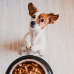 Best dry dog food, according to experts