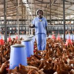 Egg glut: Poultry Association of Nigeria urge FG to “ mop-up” supply to revive markets