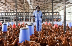 Egg glut: Poultry Association of Nigeria urge FG to “ mop-up” supply to revive markets