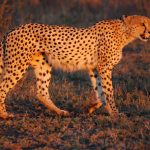 India to get 12 cheetahs from South Africa next week