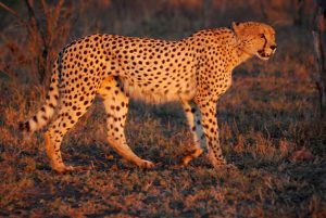 India to get 12 cheetahs from South Africa next week