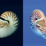 ‘They’re everywhere out there’: Three new nautilus species described