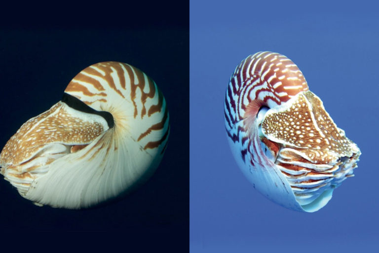 ‘They’re everywhere out there’: Three new nautilus species described