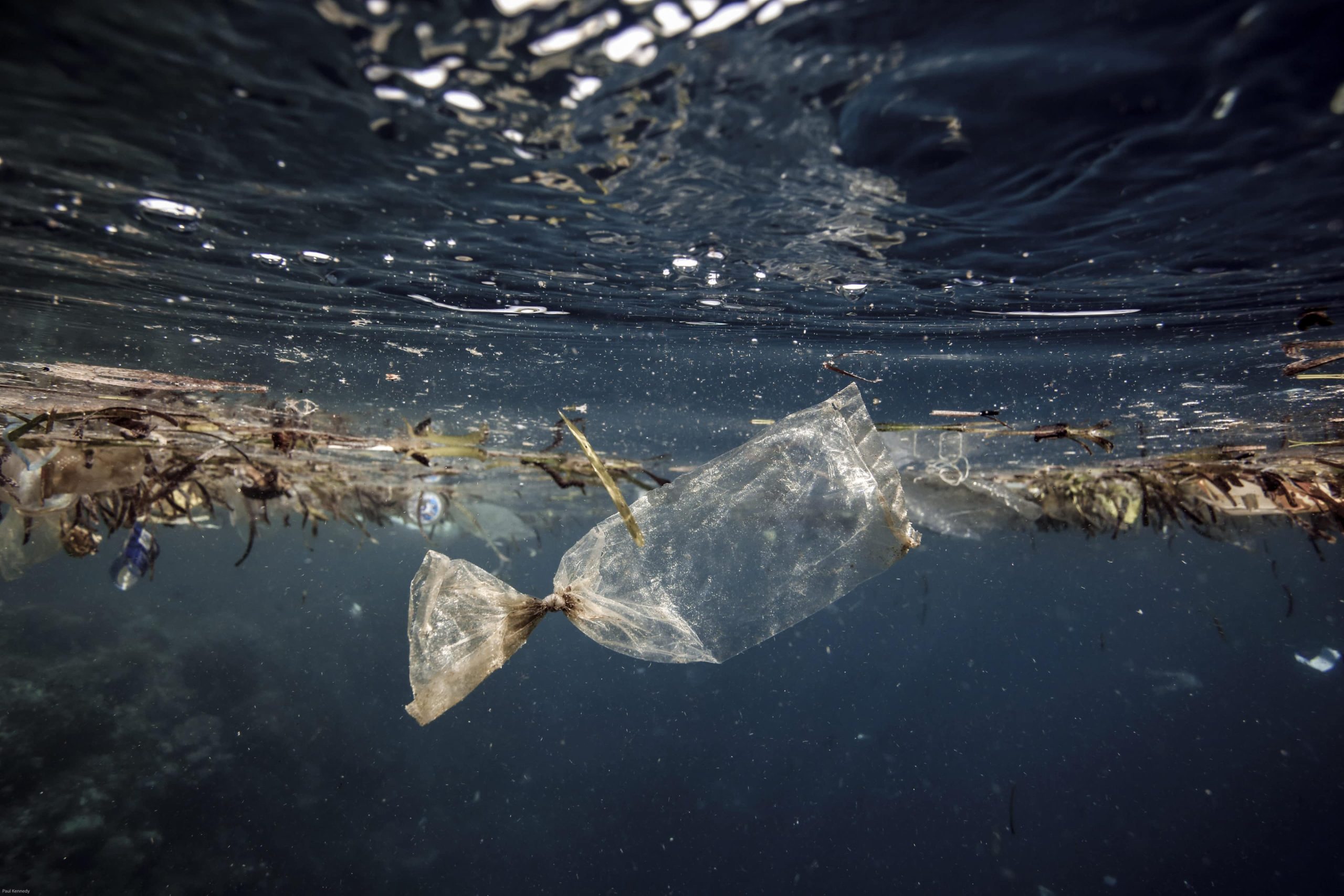 Study Shows The Impact of Ocean Plastic on Human & Ocean Health